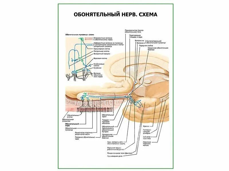 Обонятельный нерв анатомия схема. Топография обонятельного нерва. Обонятельный нерв схема неврология. Ход обонятельного нерва схема.