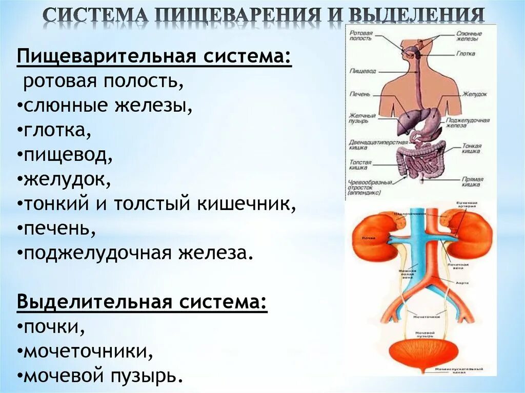 Основной выделительный орган человека. Пищеварительная и выделительная система человека. Строение и функционирование органов пищеварения и выделения. Выделительные функции пищеварительной. Выделения система человека функции и органы.