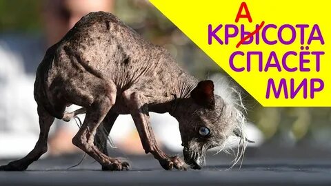 Страшные звери картинки
