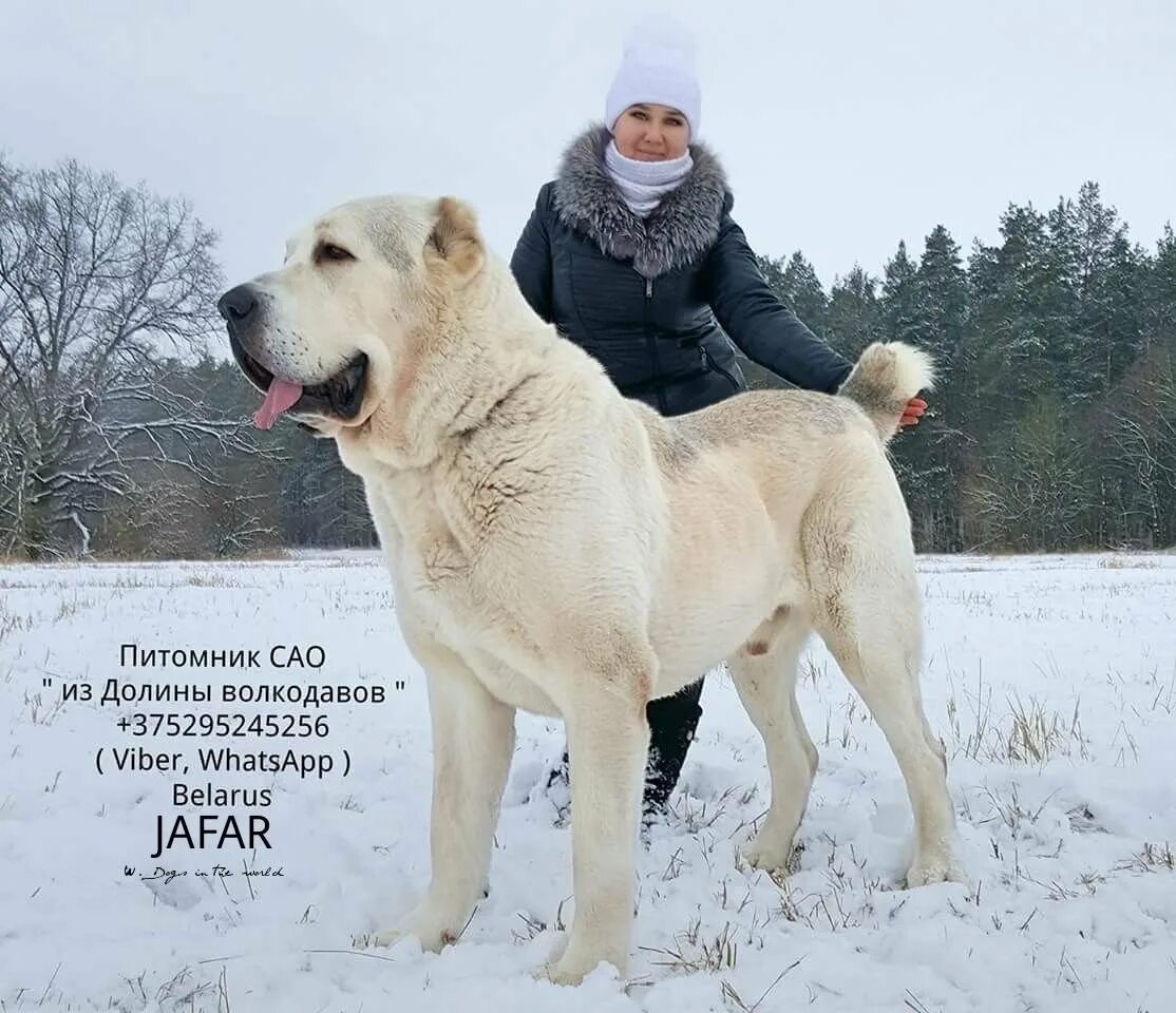 Самого большого алабая в мире. Среднеазиатская овчарка волкодав. Среднеазиатская овчарка алабай бульдозер. Туркменский алабай кангал. Волкодав бульдозер алабай.