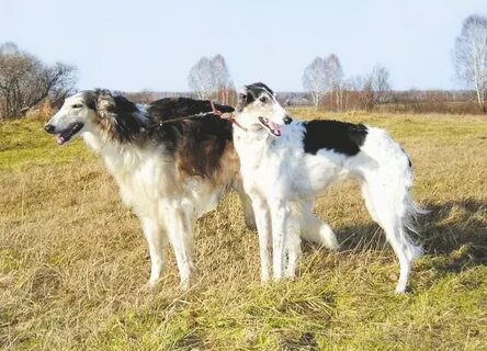 Школа послушания для борзых и гончих
