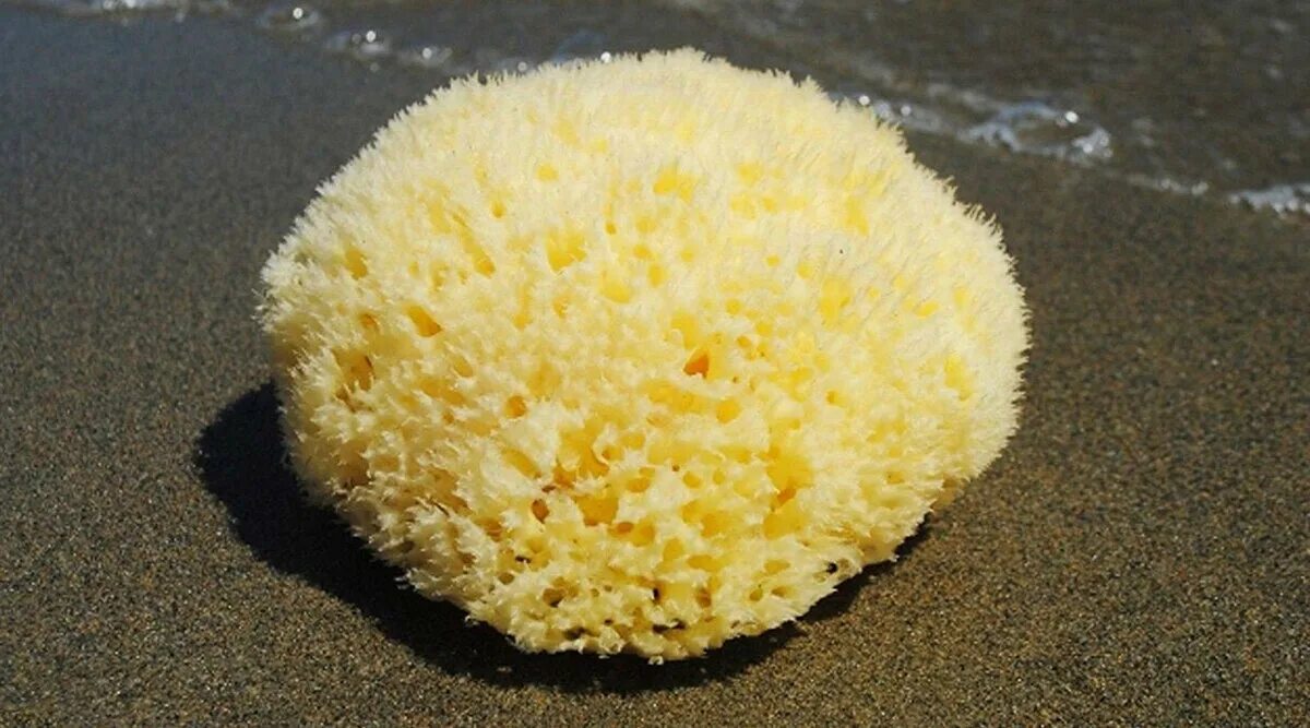 Губка 7 морей, натуральная морская, Грасс Форм, мягкая, размер от 12,5 до 14 см 