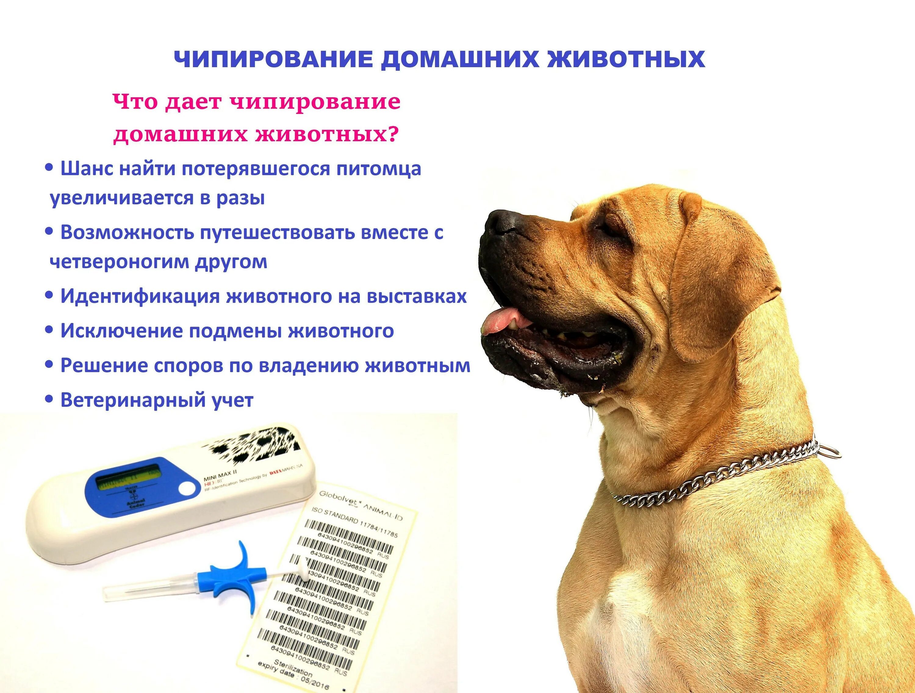 Чипирование собак. Чипирование животных. чипирование собак и кошек. щенок чип.
