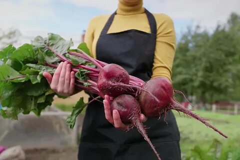 Свекла образует корнеплоды