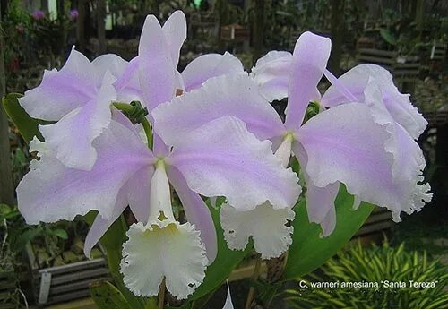 Х self. Cattleya warneri &quot;santa teresa&quot;. cattleya warneri amesiana. cattleya labiata amesiana. cattleya warneri suavissima x self.