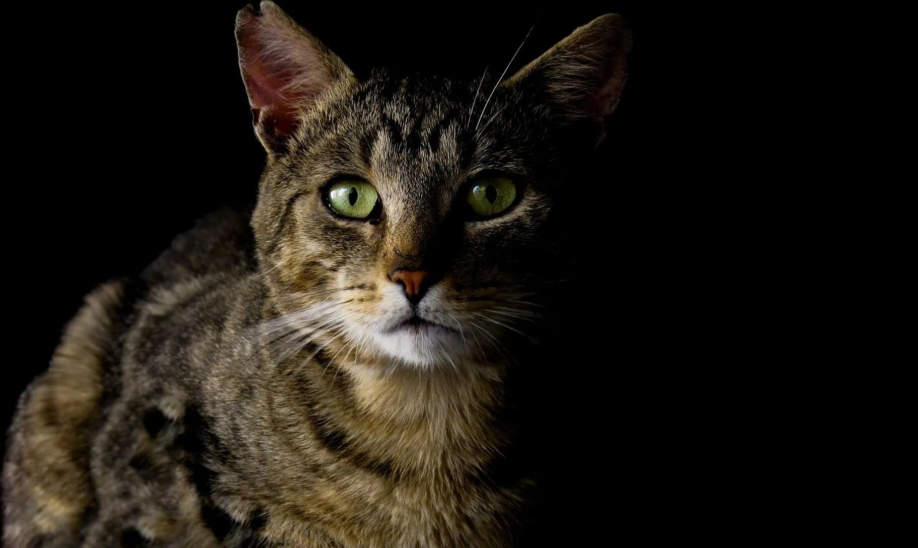 Кошка мс. Кошка в темноте. Глаза кошки в темноте. Кошачьи глаза в темноте. Серая кошка в темноте.