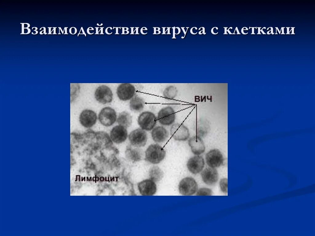 Взаимодействие вируса с клеткой. Взаимодействие ВИЧ вируса. Взаимодействие вируса ВИЧ С клеткой. Взаимодействие ВИЧ С клетками хозяина.