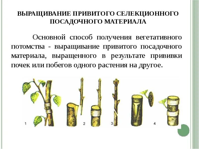 Ведение семенного хозяйства выращивание посадочного материала. Выращивание привитого посадочного материала. технология выращивания саженцев. прививки растений. выращивание привитых саженцев.