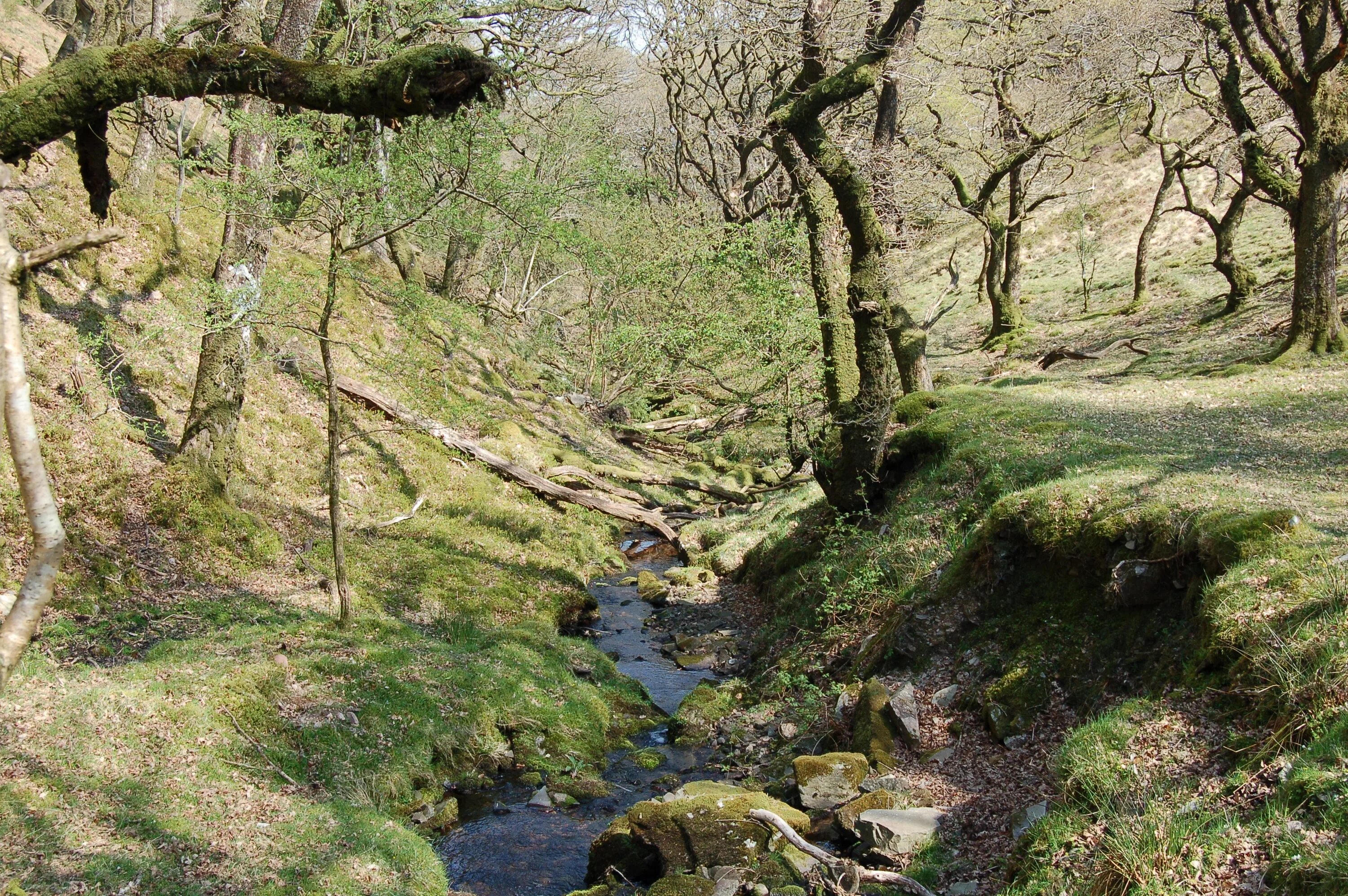 Exmoor National Park. Овраг у реки. Ландшафтный парк Шмелевский ручей. Ручей в овраге.