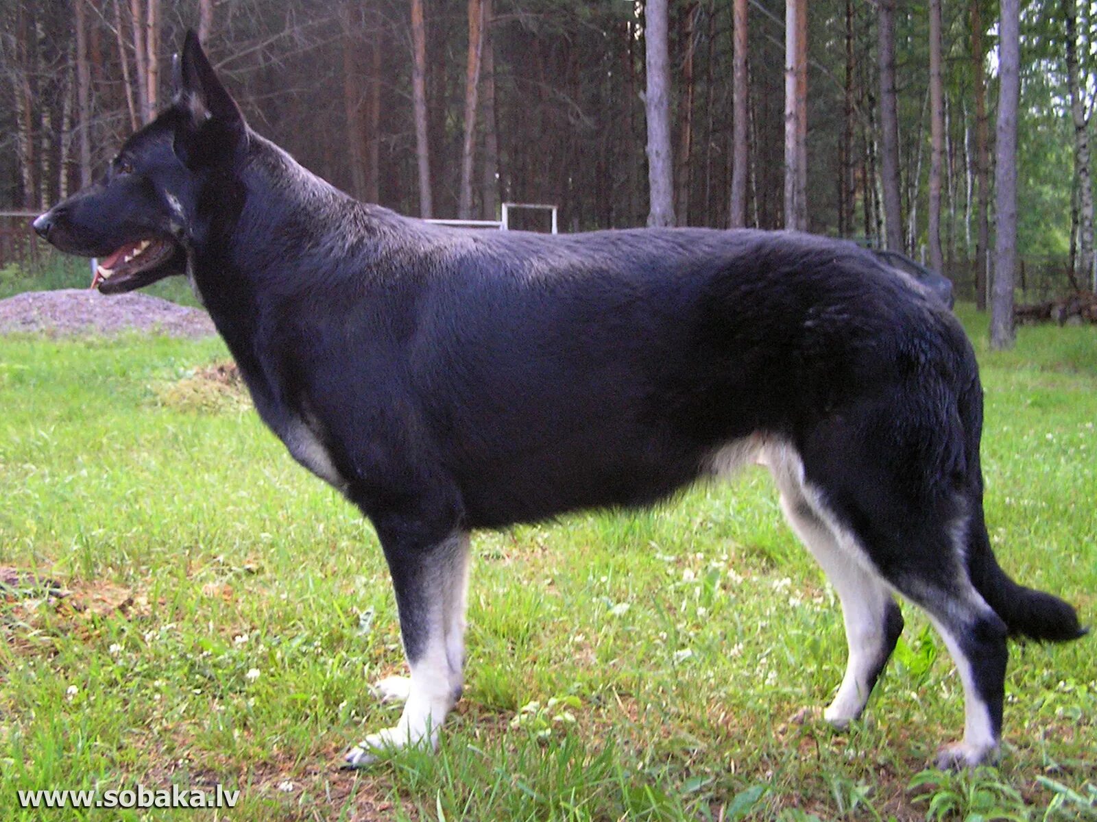 восточноевропейская овчарка породы. восточноевропейская овчарка породы. собака овчарка восточно европейская. вео восточно-европейская овчарка. вео восточно-европейская овчарка.