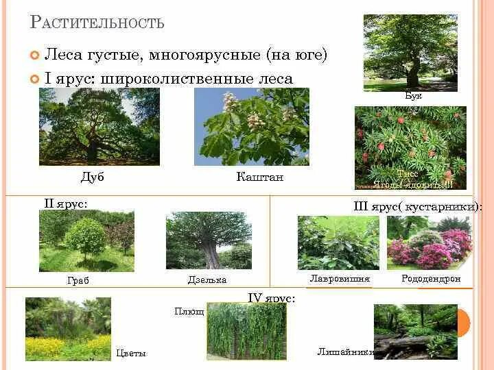 Выберите примеры кустарников. Растительный мир субтропиков. Ярусы растительности. Растительный мир субтропиков Черноморского побережья. Субтропические леса растительность.