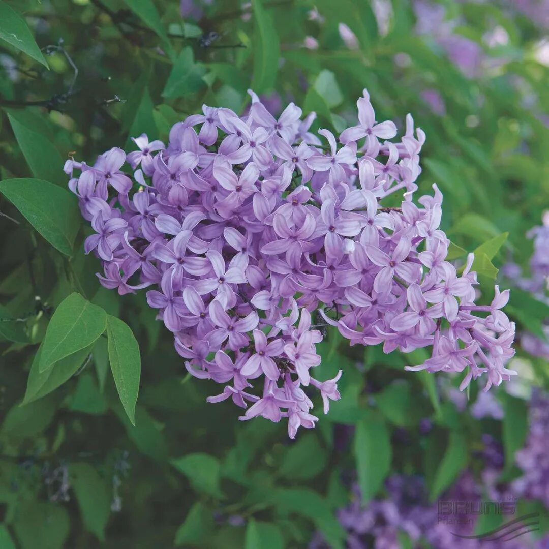 Семена Сирень обыкновенная (Syringa vulgaris), 25 штук - купить в интернет-магаз