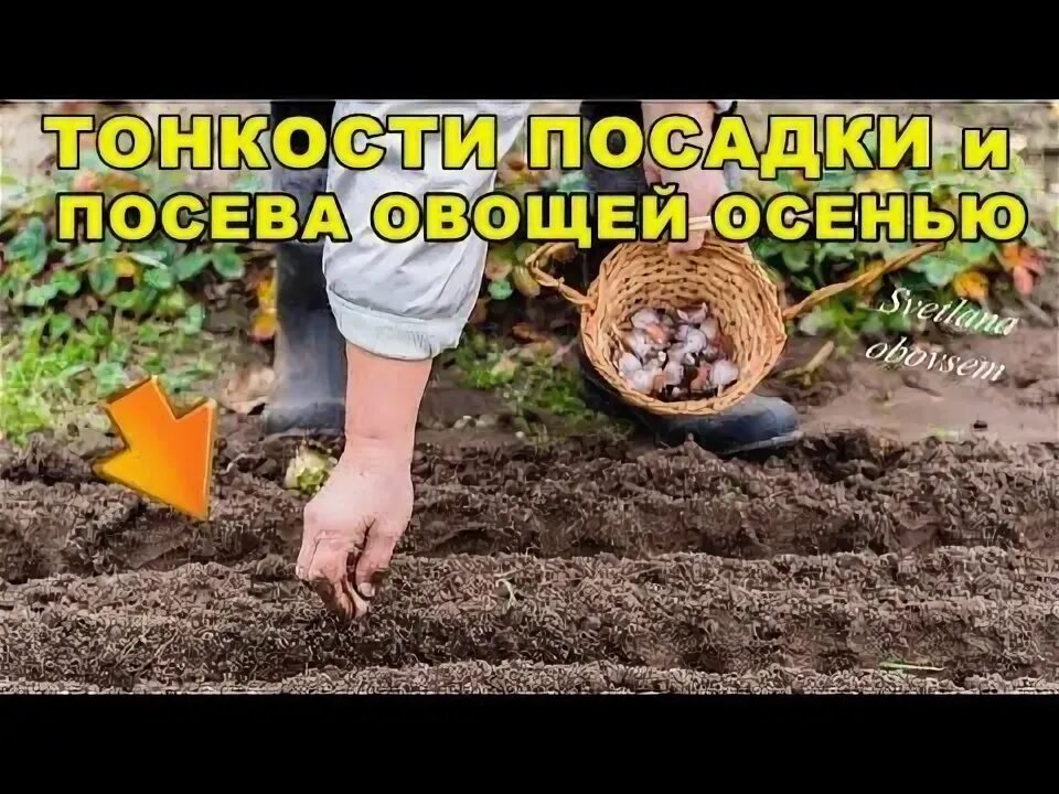 Какие овощи посадить под зиму. Какие овощи посадить под зиму