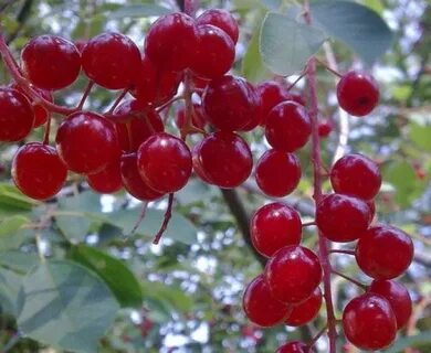 Вишня дюк опылители сорта