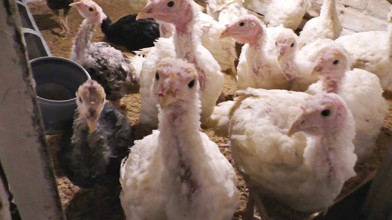 Индюшата хайбрид конвертер. Индюки харберт конвертер. Индюк хайбрид канада. Индейка бройлерная биг 6. Хайбрид конвертер фото.