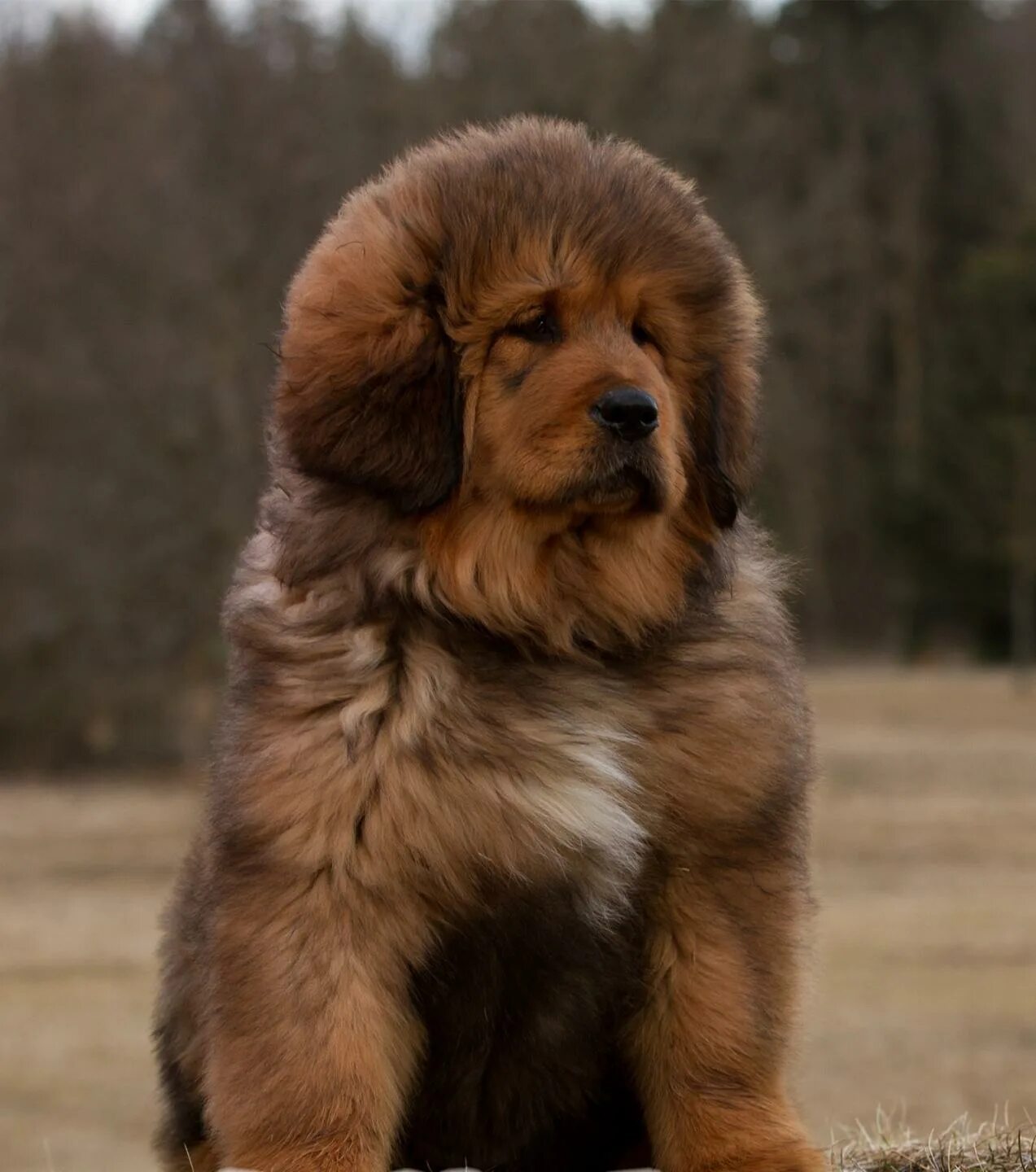 Ньюфаундленд кучерявый. Тибетский ньюфаундленд. Коричневая пушистая собака. Чау чау рыжий. Ньюфаундленд шоколадный.