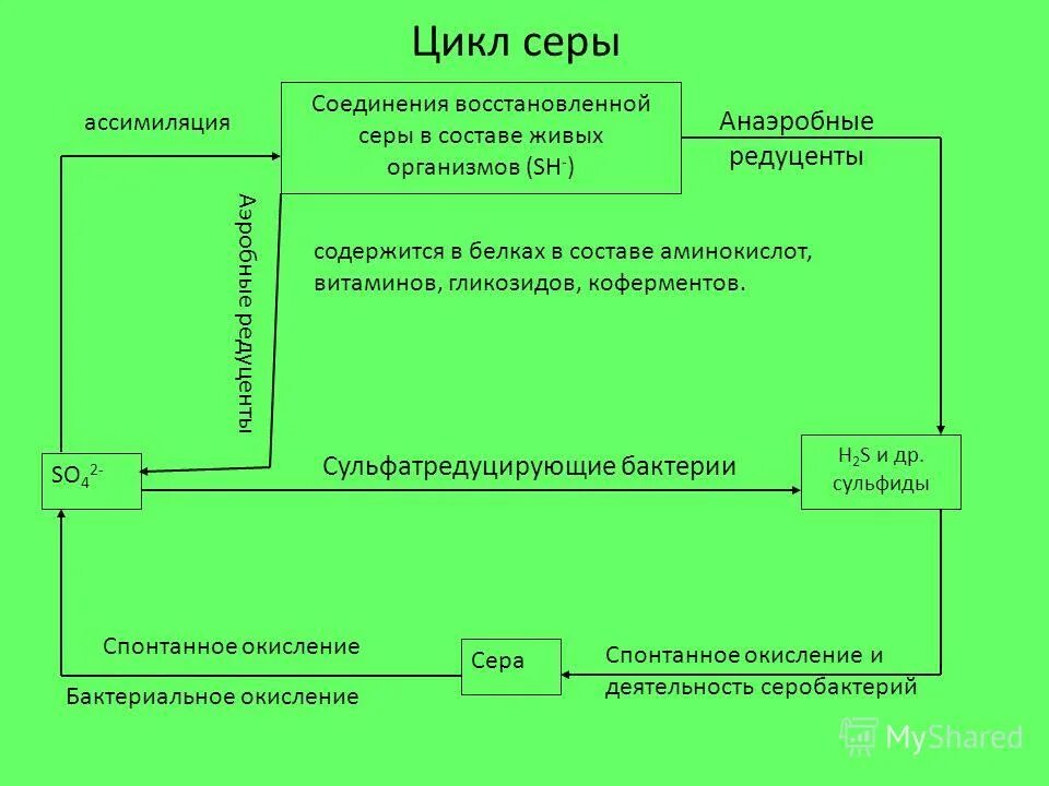 Круговорот серы в природе впр. Биохимический цикл серы. Биогеохимический цикл серы. Биогеохимический цикл серы схема. Схема цикла серы.