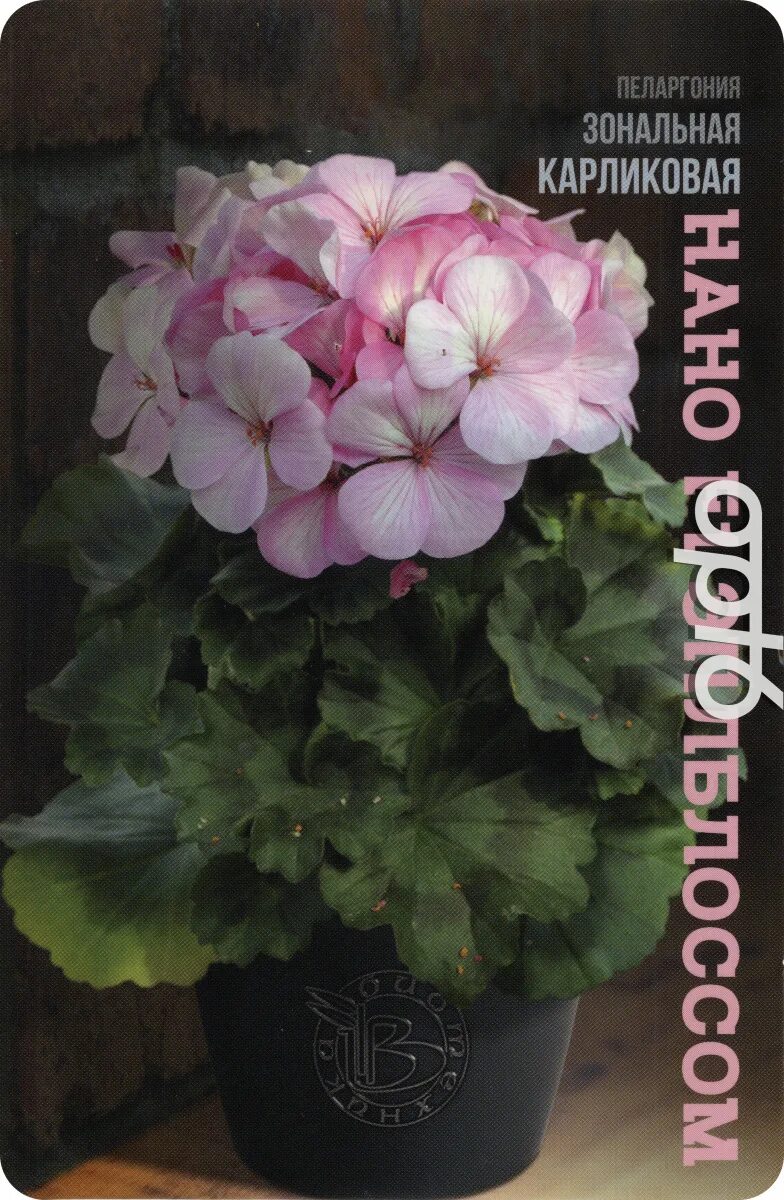 Пеларгония нано салмон. Пеларгония нано ред. Пеларгония нано биотехника эплблоссом. Пеларгония нано f1. Биотехника / семена пеларгония зональная карликовая нано f1 смесь.