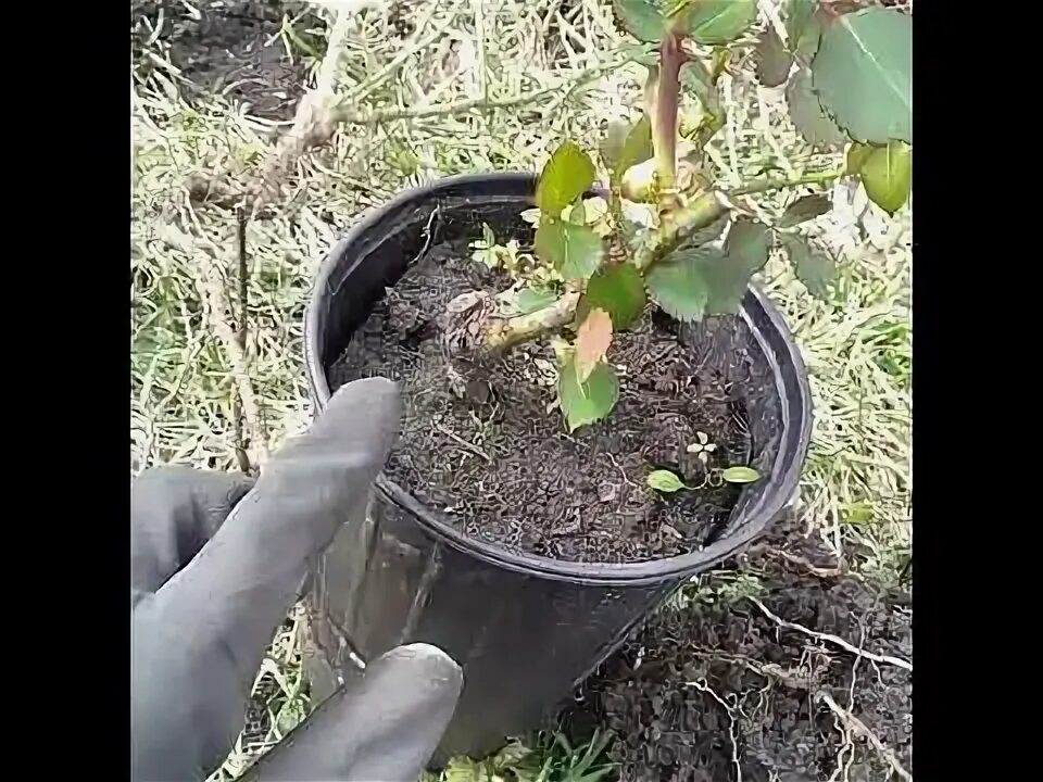 Как посадить розы видео. Как посадить розы видео