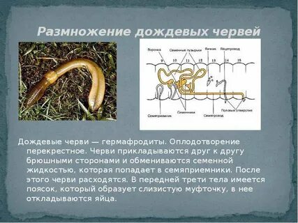 Процессы дождевого червя