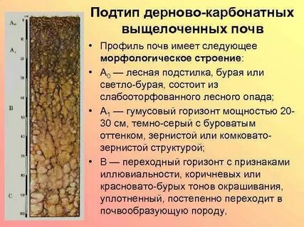 Подтипы подзолистых почв
