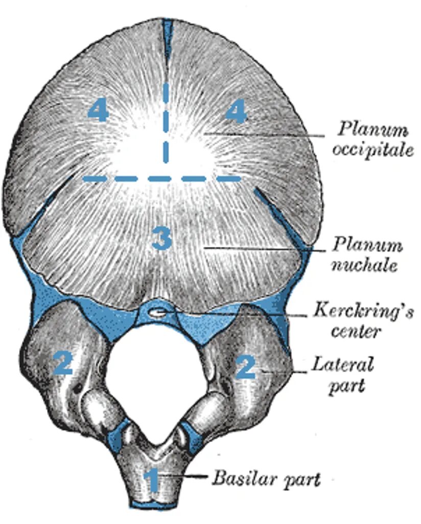 Мыщелки черепа. Затылочная кость черепа анатомия. Мыщелок затылочной кости анатомия. Затылочная кость новорожденного анатомия. Чешуя затылочной кости анатомия.