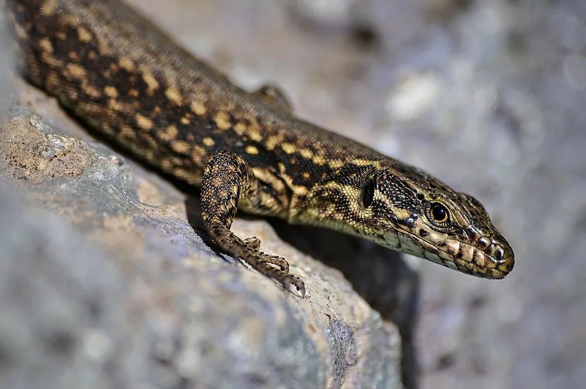 харагуанский сферо (карликовый геккон, sphaerodactylus ariasae),. хамелеон брукезия. харагуанский сферо. карликовый геккон (sphaerodactylus ariasae). цепкохвостый геккон.