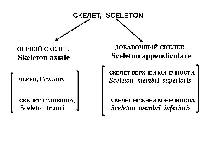 Осевой и добавочный скелет таблица. Осевой и добавочный скелет человека. Части скелета осевой и добавочный. Добавочный скелет схема.