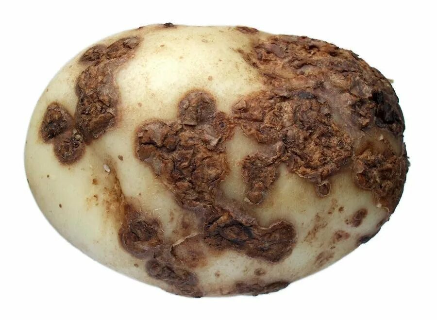 порошистая парша картофеля. порошистая парша картофеля. обыкновенная парша картофеля. парша обыкновенная картофеля. парша обыкновенная картофеля.