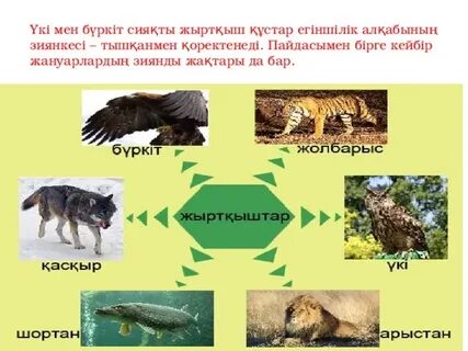 Жыртқыш миджеттердің суреті