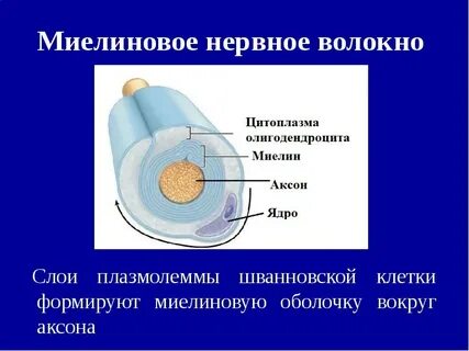 Нервные оболочки