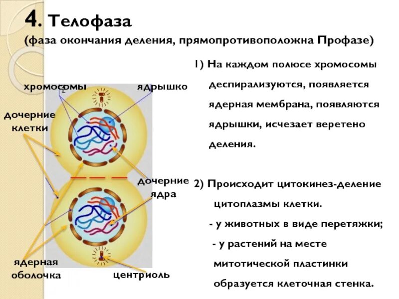 Расхождение центриолей к полюсам клетки фаза. Профаза 2 фаза деления клетки. Ядра дочерних клеток в телофазе. Телофаза и цитокинез 2. Деление цитоплазмы митоз фаза.