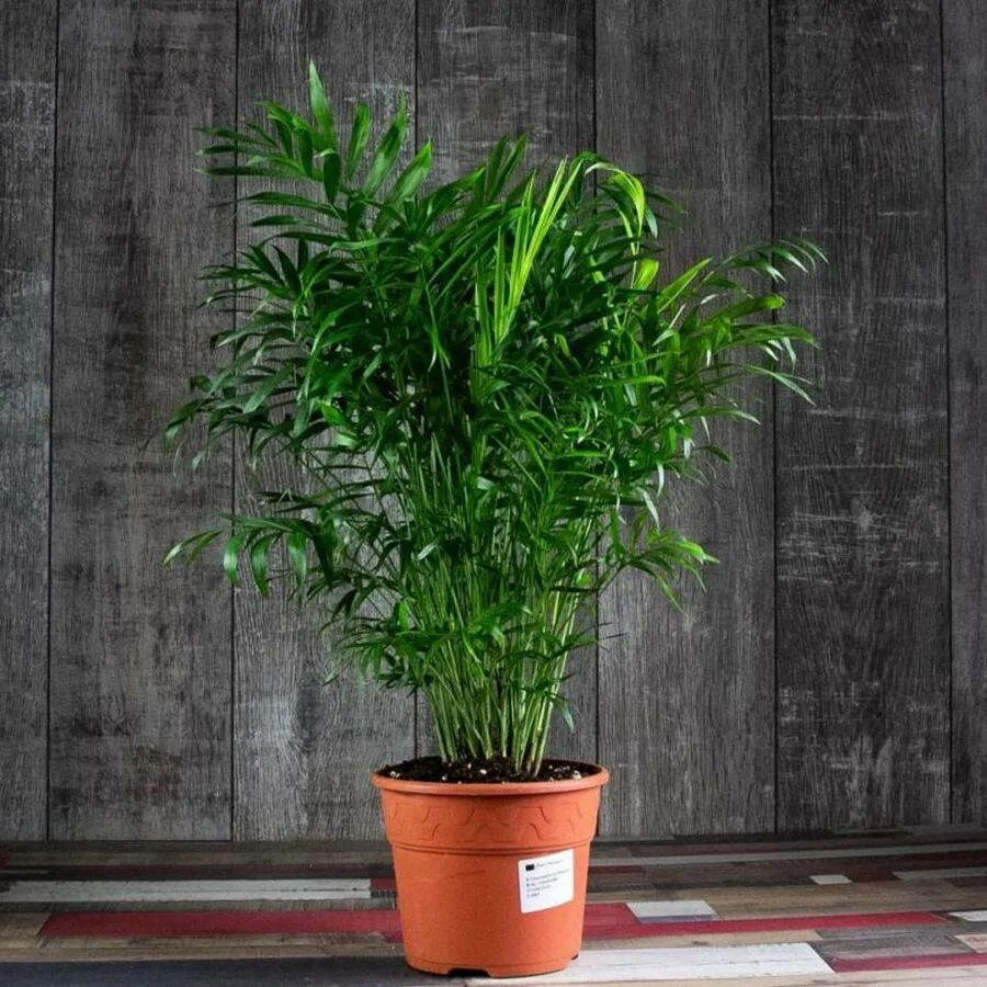 Хамедорея элеганс. Папоротник хамедорея. Хамедорея какая земля. Хамедорея изящная элеганс. Хамедорея цветок.