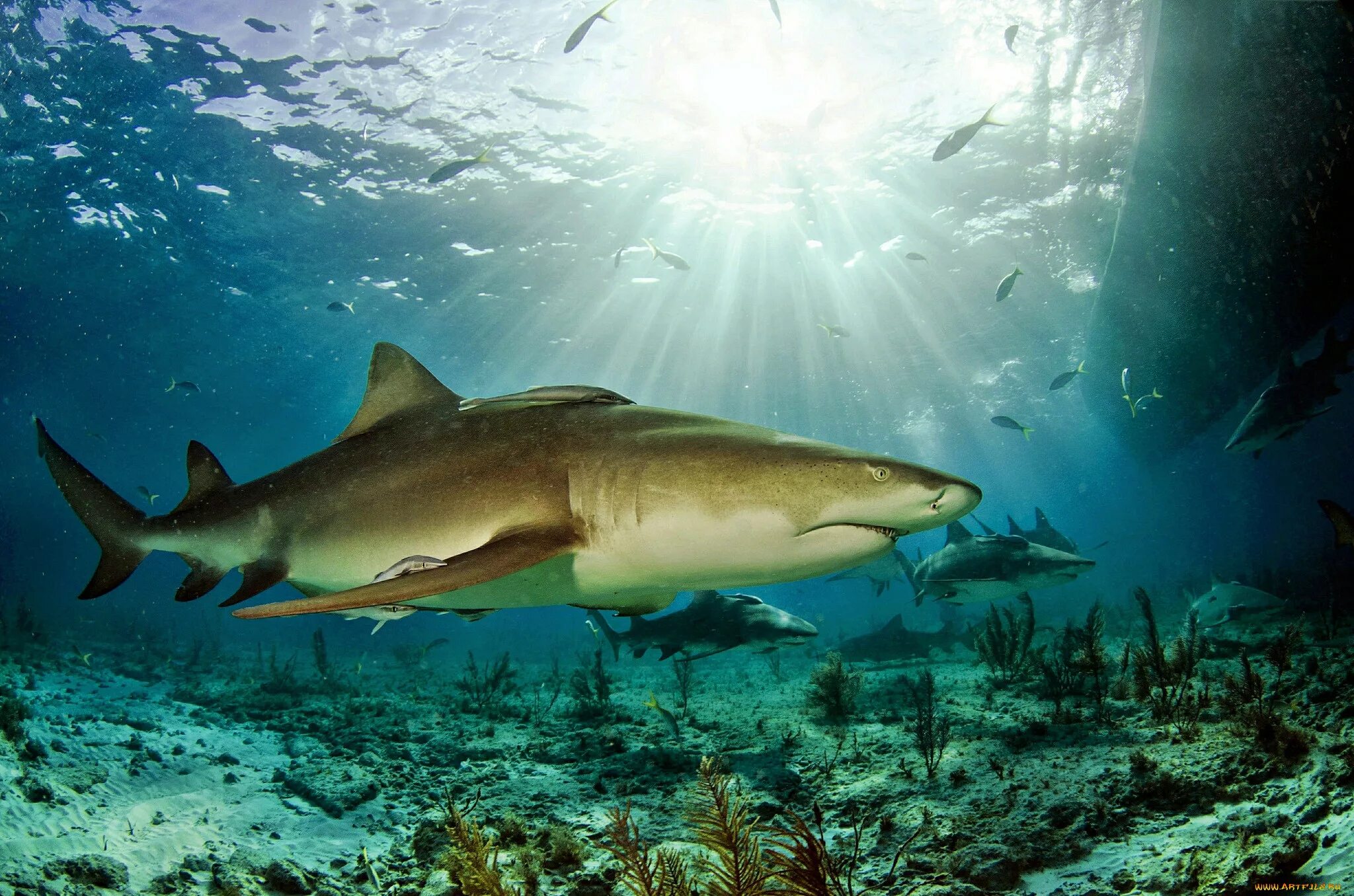 Есть ли в океане акулы. Carcharodon carcharias. Акулы Средиземного моря. Красное море подводный мир акулы. Мадагаскарская острозубая акула.