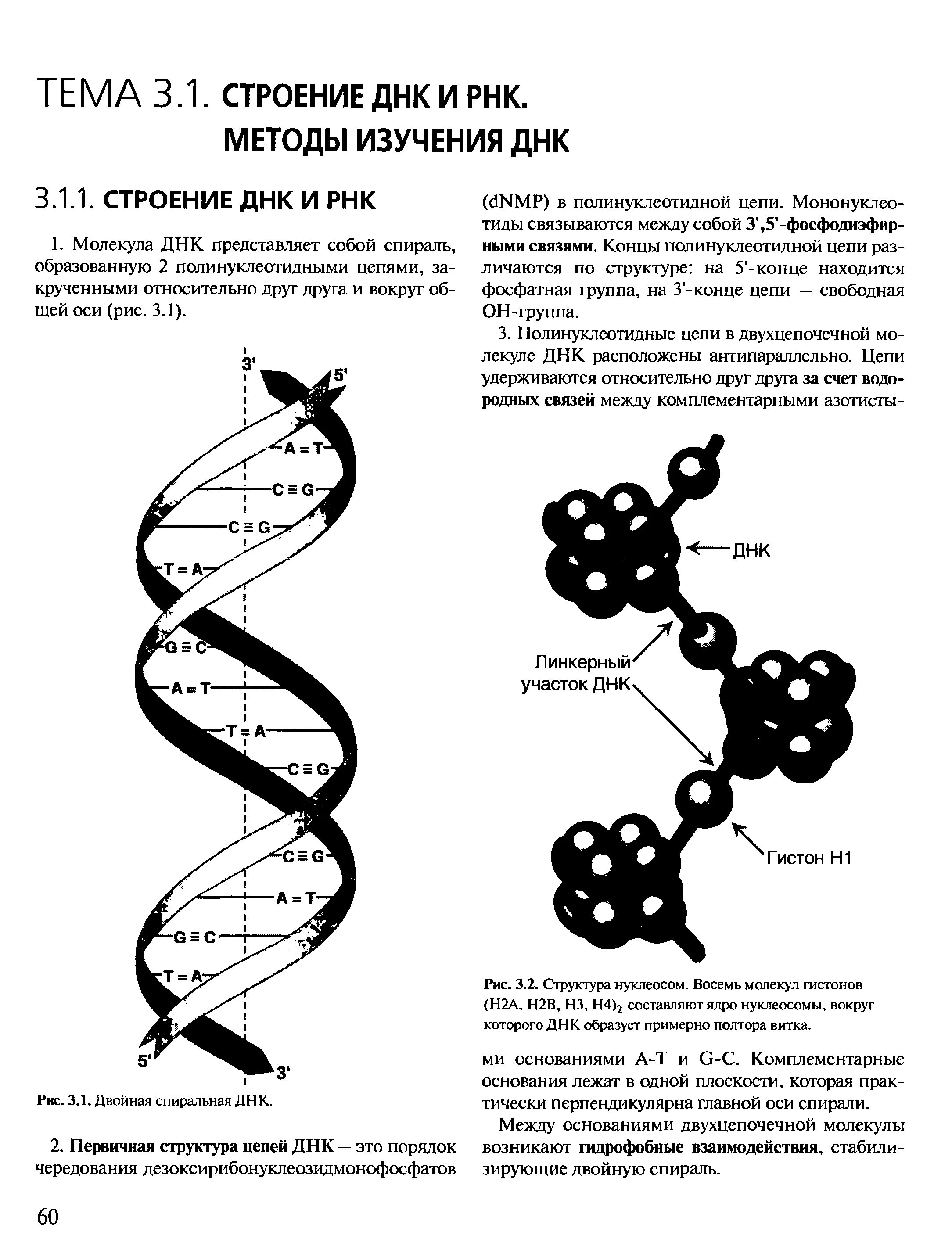 Двойная спиральная структура ДНК. Третичная структура ДНК, строение нуклеосом.. Структура двойной спирали ДНК. Двойная спираль ДНК белки гистоны.