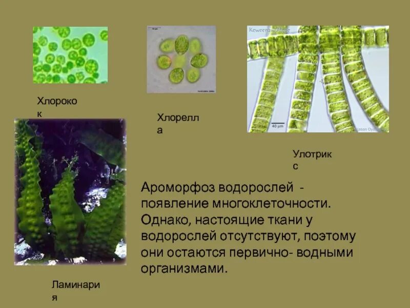 Отсутствие водорослей. Ароморфозы многоклеточных водорослей. Ткани водорослей. У водорослей отсутствуют. Тканевые водоросли.