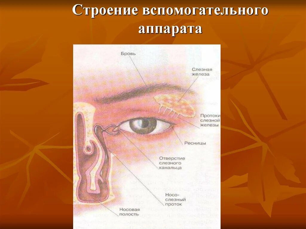 Строение органов чувств. Вспомогательный аппарат глаза. Органы чувств анатомия. Структуры вспомогательного аппарата глаза.