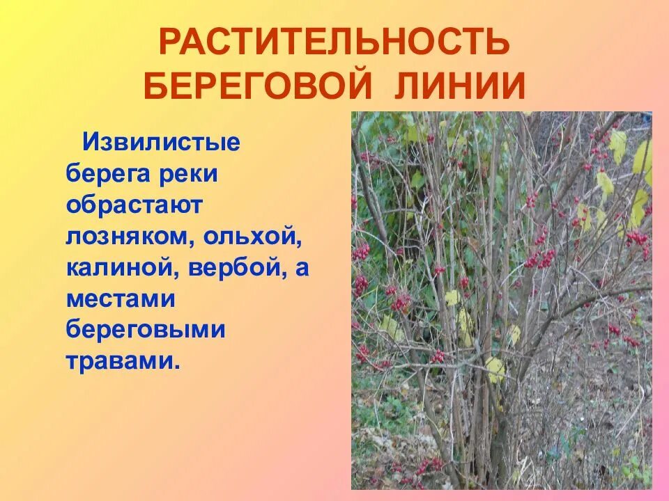 Лозняк это. Лозняк это. Лозняк это. Лоза лозняк. Ива белотал.