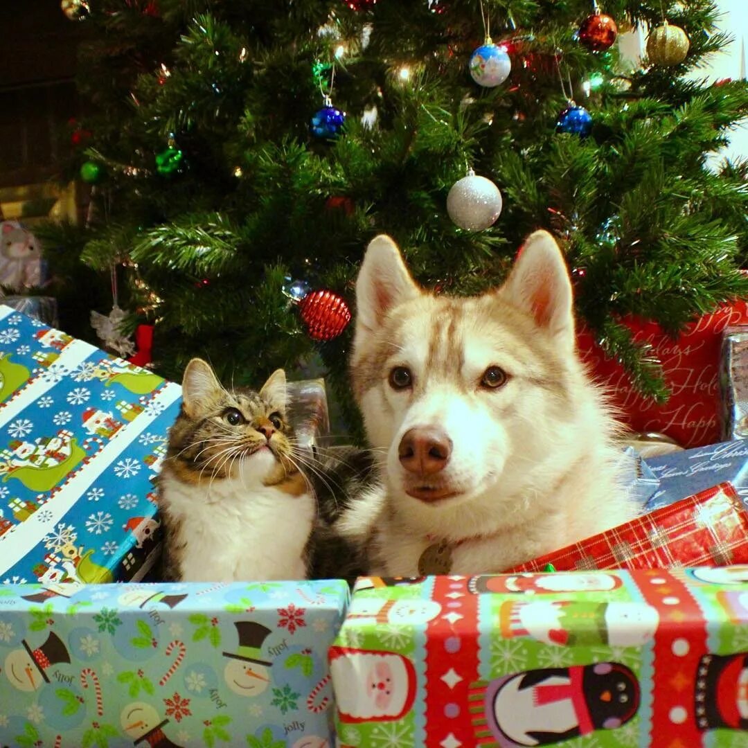 Собака в новогоднем колпаке. Cat years dog years. Cat years dog years. Новогодние кошка и собака. Собака под елкой.