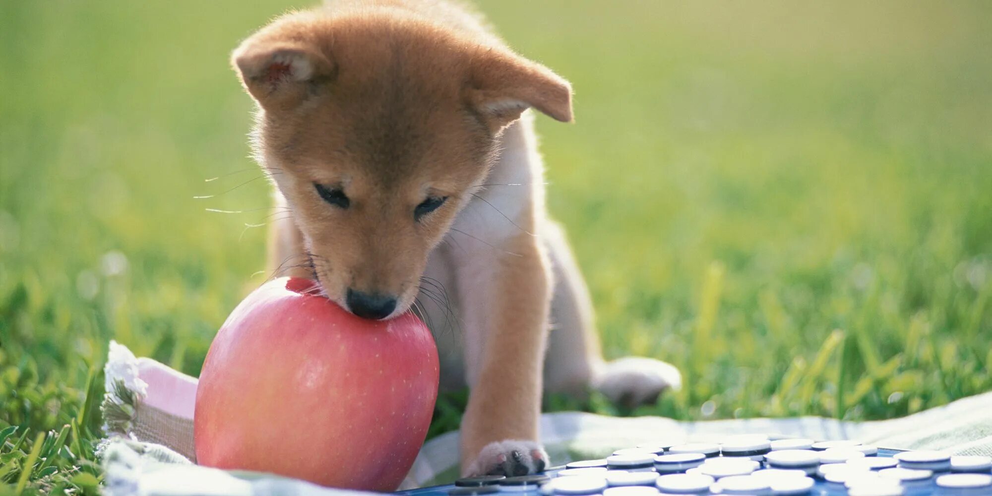 Fox&dogs apple pie купить. Dog fruit. Apple dog. Собачка в яблоке. Эпл дог.