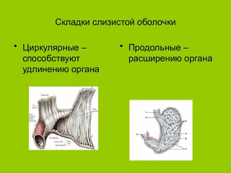 Складки слизистой продольно