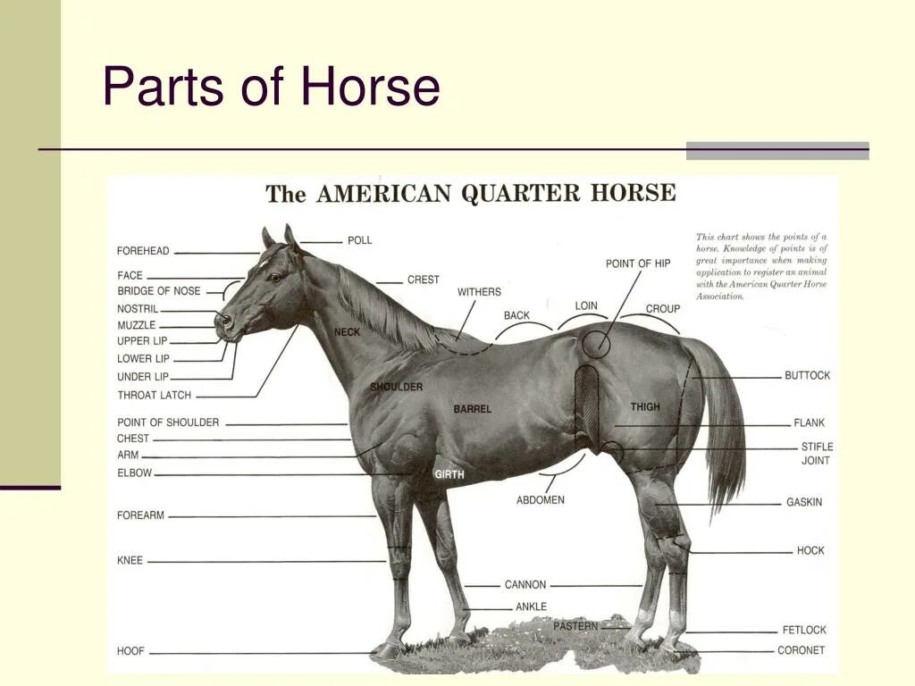 Анатомия лошади для детей. Части тела лошади. Части тела лошади названия. Части тела лошади для детей.