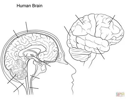 Brain examples