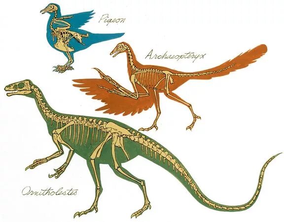 Птицы потомки. Археоптерикс Эволюция птиц. Потомки археоптерикса. Предок археоптерикса. Археоптерикс предок курицы.