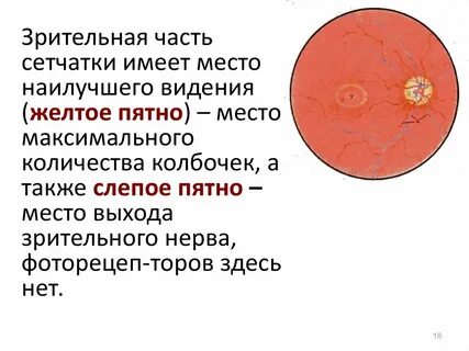 Какую функцию выполняет желтое пятно