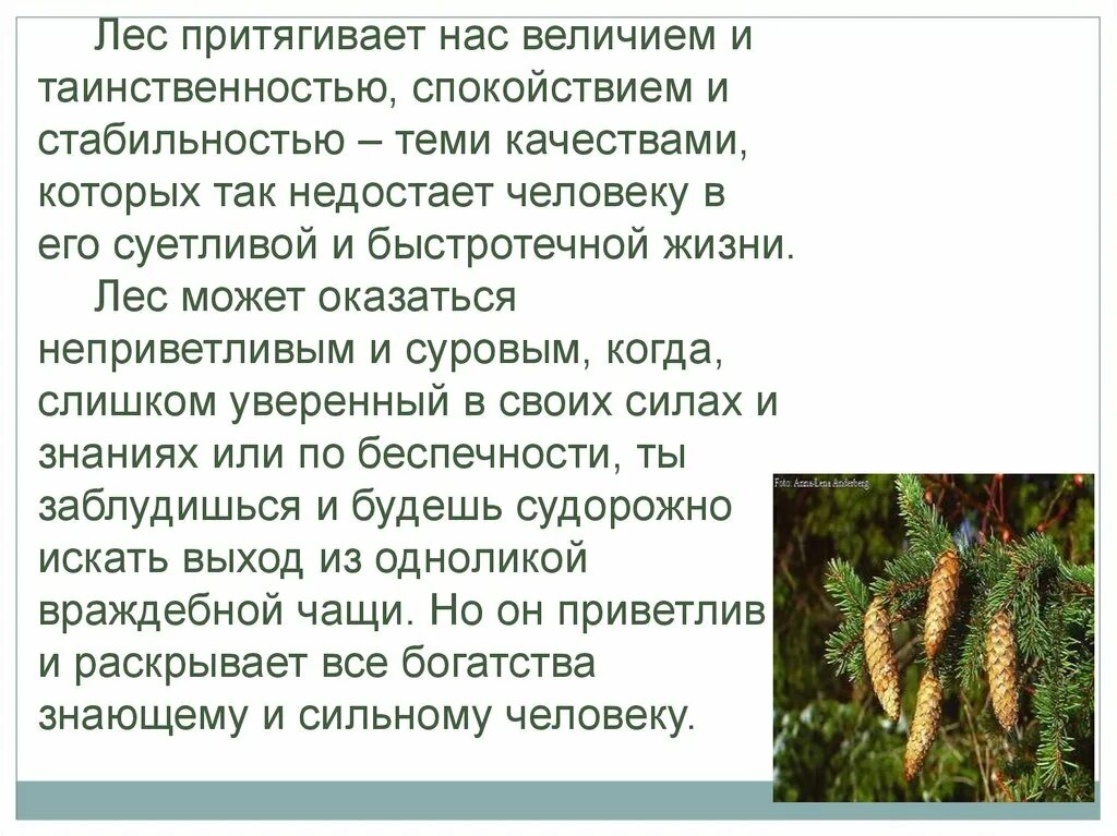 Жизнь леса 4 класс пересказ. Леса россии презентация. леса россии сообщение. леса россии доклад. доклад про лес.