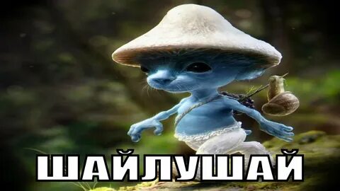 Как выглядит шайлушай