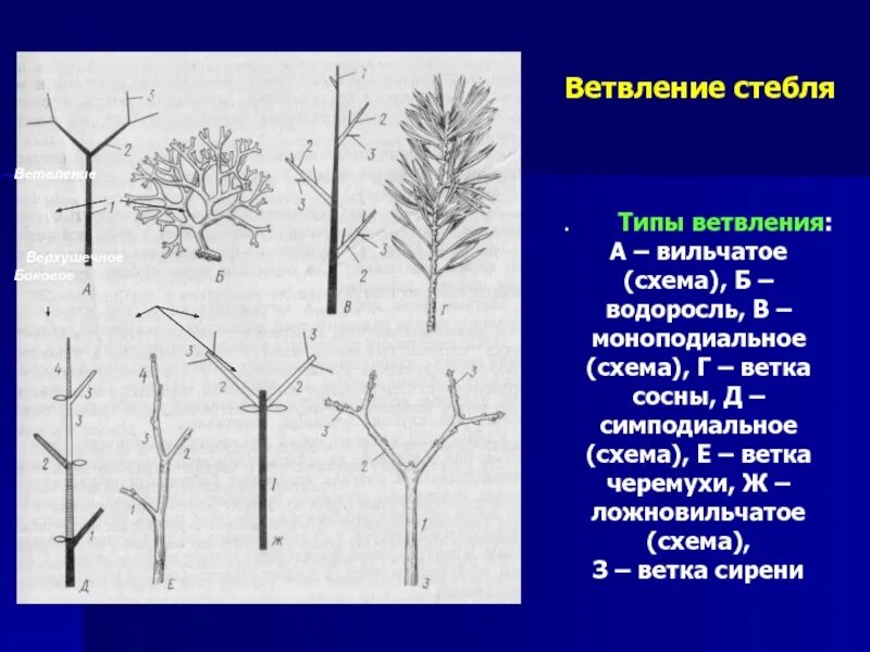 Типы нарастания. Моноподиальное ветвление стебля. Моноподиальное ветвление сосны. Симподиальное ветвление липа. Мутовчатое ветвление побега.