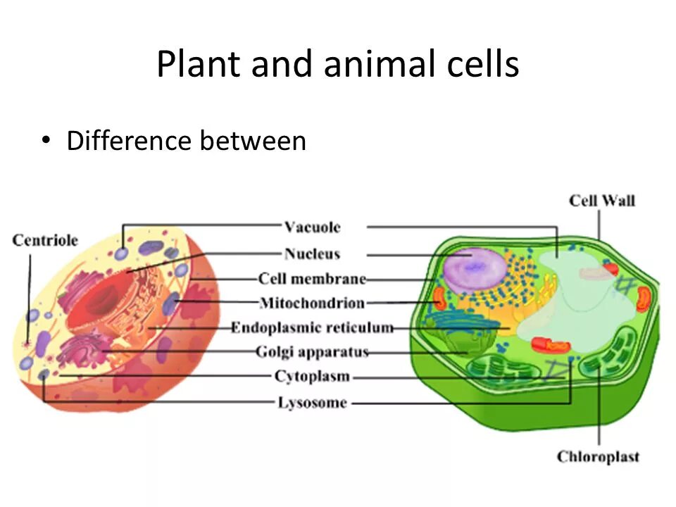 Different cells. Difference between plant cell and animal cell. animal cell structure and plants. differences between animal and plant cells. different between plant cell and animal cell.