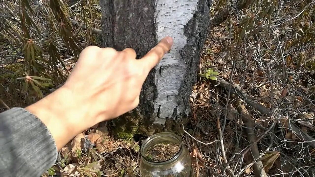 Березовый сок добыча. Добыть березовый сок. добыча березового сока способы. приспособление для сбора березового сока. способы сбора березового сока.